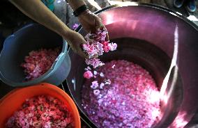 KASHMIR-ROSE FARMING-EXTRACTION OF ROSE OIL