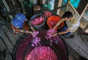 KASHMIR-ROSE FARMING-EXTRACTION OF ROSE OIL