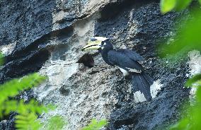 CHINA-GUANGXI-CHONGZUO-RARE BIRD (CN)