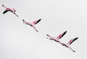 NAMIBIA-WALVIS BAY-FLAMINGOS