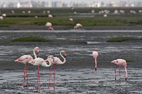 NAMIBIA-WALVIS BAY-FLAMINGOS