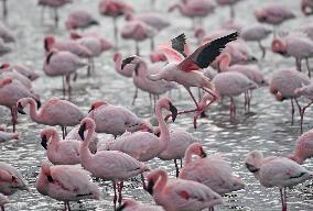 NAMIBIA-WALVIS BAY-FLAMINGOS