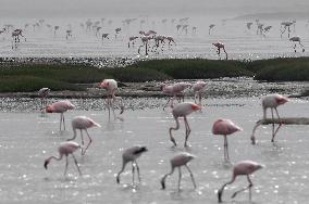 NAMIBIA-WALVIS BAY-FLAMINGOS