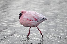 NAMIBIA-WALVIS BAY-FLAMINGOS