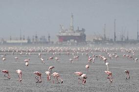 NAMIBIA-WALVIS BAY-FLAMINGOS