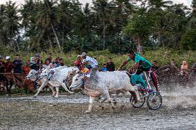 INDONESIA-CENTRAL SULAWESI-TRADITIONAL-COW CART-RACE