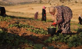 MIDEAST-HEBRON-GOURD-HARVEST