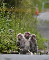 Monkeys near crippled Fukushima nuclear plant