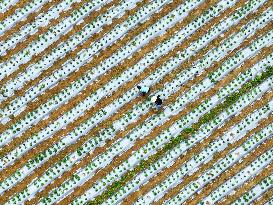 #CHINA-GRAIN IN EAR-FARMING (CN)