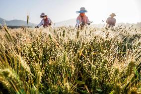#CHINA-GRAIN IN EAR-FARMING (CN)