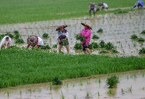 #CHINA-GRAIN IN EAR-FARMING (CN)