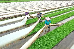 #CHINA-GRAIN IN EAR-FARMING (CN)