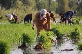AFGHANISTAN-KUNDUZ-FARMING