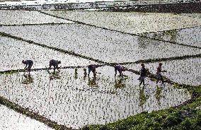 KASHMIR-AGRICULTURE-PADDY PLANTATION SEASON