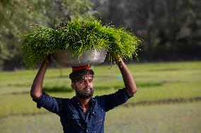 KASHMIR-AGRICULTURE-PADDY PLANTATION SEASON