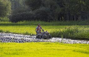 KASHMIR-AGRICULTURE-PADDY PLANTATION SEASON