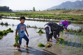 KASHMIR-AGRICULTURE-PADDY PLANTATION SEASON