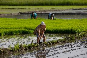 KASHMIR-AGRICULTURE-PADDY PLANTATION SEASON