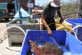 ISRAEL-HADERA-SEA TURTLE RESCUE CENTER