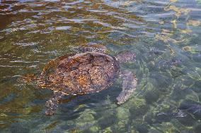 ISRAEL-HADERA-SEA TURTLE RESCUE CENTER