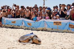 ISRAEL-HADERA-SEA TURTLE RESCUE CENTER