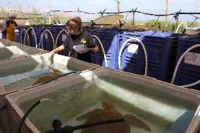 ISRAEL-HADERA-SEA TURTLE RESCUE CENTER