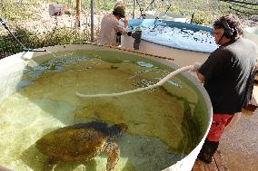 ISRAEL-HADERA-SEA TURTLE RESCUE CENTER