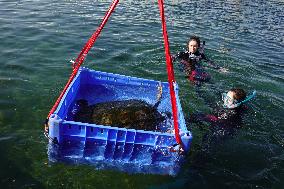 ISRAEL-HADERA-SEA TURTLE RESCUE CENTER