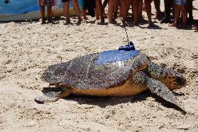 ISRAEL-HADERA-SEA TURTLE RESCUE CENTER