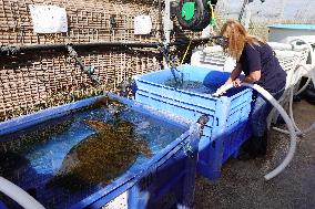 ISRAEL-HADERA-SEA TURTLE RESCUE CENTER