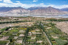 (InTibet)CHINA-TIBET-YARLUNG ZANGBO RIVER-MIDDLE REACHES-AFFORESTATION (CN)