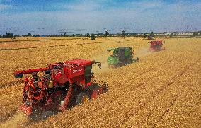 Xinhua Headlines: China reaps bumper summer harvest securing food security