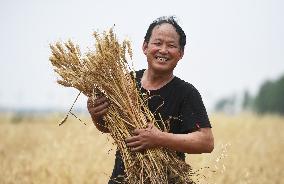Xinhua Headlines: China reaps bumper summer harvest securing food security
