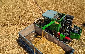 CHINA-HEBEI-SUMMER-AGRICULTURE (CN)