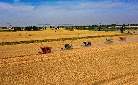 CHINA-HEBEI-SUMMER-AGRICULTURE (CN)