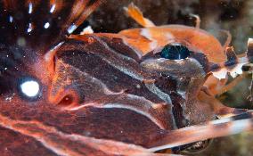 CHINA-HAINAN-WORLD OCEAN DAY-CORAL PROTECTION (CN)