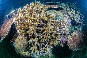 CHINA-HAINAN-WORLD OCEAN DAY-CORAL PROTECTION (CN)