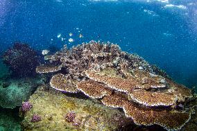 CHINA-HAINAN-WORLD OCEAN DAY-CORAL PROTECTION (CN)