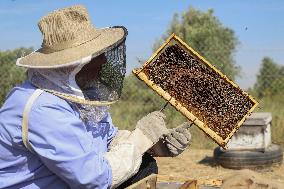 MIDEAST-GAZA-HONEY-BEEKEEPER