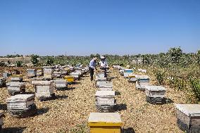 MIDEAST-GAZA-HONEY-BEEKEEPER