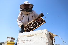 MIDEAST-GAZA-HONEY-BEEKEEPER