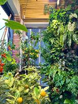 CHINA-SHENZHEN-URBAN YOUTH-BALCONY GARDENING (CN)