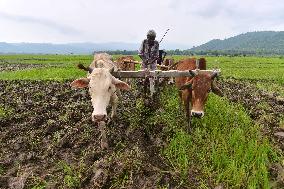 INDIA-ASSAM-NAGAON-AGRICULTURE-FARMING