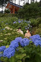 Hydrangea flowers at Kyoto temple