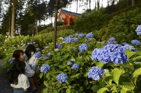 Hydrangea flowers at Kyoto temple