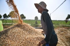 CHINA-SHAANXI-BAOJI-HARVEST-SOWING (CN)