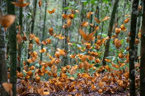 CHINA-YUNNAN-HONGHE BUTTERFLY VALLEY-"BUTTERFLY EXPLOSION" (CN)