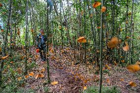 CHINA-YUNNAN-HONGHE BUTTERFLY VALLEY-"BUTTERFLY EXPLOSION" (CN)