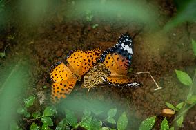 CHINA-YUNNAN-HONGHE BUTTERFLY VALLEY-"BUTTERFLY EXPLOSION" (CN)