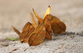 CHINA-YUNNAN-HONGHE BUTTERFLY VALLEY-"BUTTERFLY EXPLOSION" (CN)